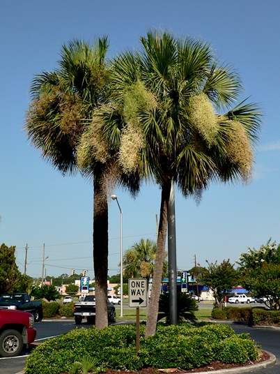 {Sabal palmetto}